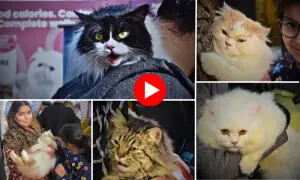 فیصل آباد کی یونیورسٹی میں سجا ’بلیوں کا میلہ‘