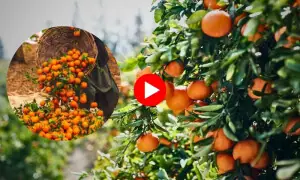 بھلوال کے رس بھرے مالٹے مارکیٹ میں دستیاب