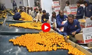 پاکستان سے کینو کی برآمد