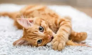 بلیاں عورتوں سے زیادہ مردوں کو ’میاؤں‘ کیوں کرتی ہیں؟ تحقیق میں حیران کن انکشاف بلیاں عورتوں سے زیادہ مردوں کو ’میاؤں‘ کیوں کرتی ہیں؟ تحقیق میں حیران کن انکشاف