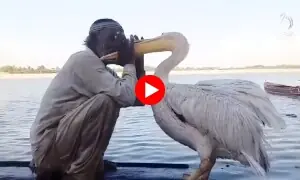 سائبیرین بگلے کی سندھی ماہی گیر سے بے مثال محبت