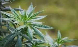 KP government consider to legalise cannabis for medicine