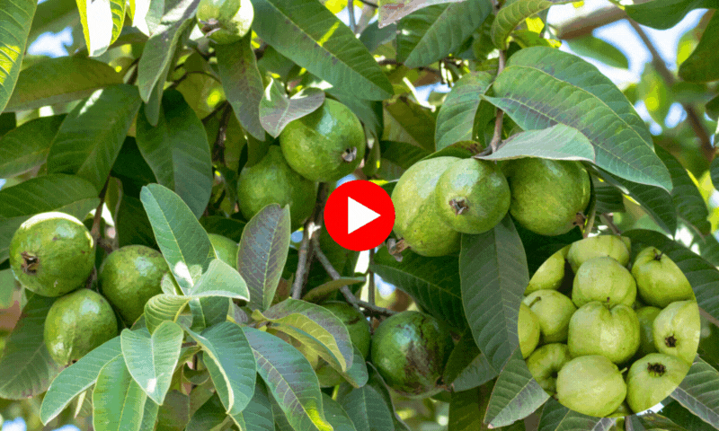 امرود کے باغات سے خاص خبر