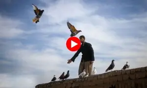 کبوتر بازی کا شوق ماند پڑ گیا