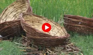 کھانا محفوظ بنانے والی شہتوت کی ٹوکریاں