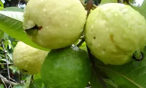 امرود کچا ہے یا پکا: خریدتے وقت صحیح پہچان کیسے کریں؟