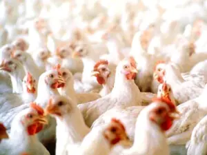 Chicken prices soar across Pakistan, eggs also see sharp rise