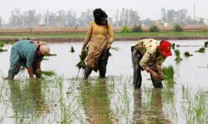 پانی کا بحران، چاول کی عالمی تجارت پر بھارت کی اجارہ داری خطرے میں