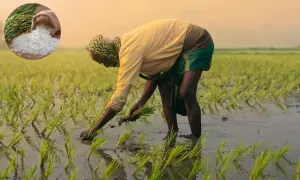 پانی کا بحران، چاول کی عالمی تجارت پر بھارت کی اجارہ داری خطرے میں