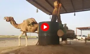 اونٹ کے ذریعے تیل نکالنے کی روایت