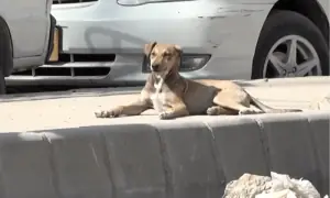 Karachi reports over 800 dog bite cases in first week of year