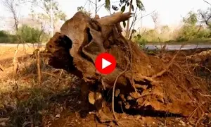 اسلام آباد کے جنگلات خطرے میں