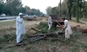 PM seeks report on mass tree cutting in Islamabad