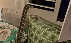 آدھی رات کو ڈھائی میٹر لمبا اژدھا خاتون پر آبیٹھا