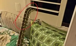 آدھی رات کو ڈھائی میٹر لمبا اژدھا خاتون پر آبیٹھا