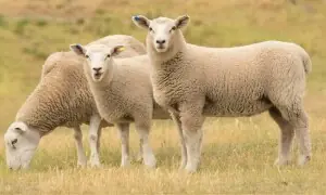 دیر بالا میں دنبے کے ہاتھوں دنبے کی ہلاکت کا انوکھا مقدمہ درج