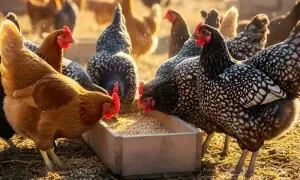 مرغیاں پالیں اور لاکھوں کمائیں، سال بھر انڈے دینے والی 5 نسلیں