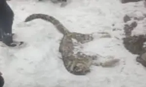 Elderly snow leopard dies of natural causes in Chitral, officials say