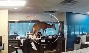 نیویارک کے بینک میں ہرن کی توڑ پھوڑ: ویڈیو وائرل