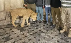 Pet lion attack injures child in lahore, owners held