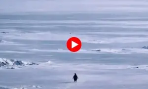 نااُمید پینگوین کی کہانی