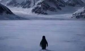 &rsquo;نا اُمید پینگوئن&lsquo; کی وائرل ویڈیو نے انٹرنیٹ پر آگ کیوں لگائی ہوئی ہے؟