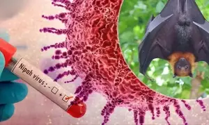 بھارت میں نیپاہ وائرس کے کیسز، مختلف ممالک نے ایئرپورٹس پر سختی کردی