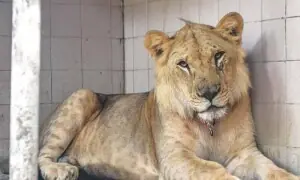 پنجاب بھر میں پالتو شیر رکھنے کی قانونی اجازت ختم کرنے کا فیصلہ