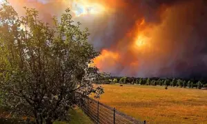 آسٹریلیا: ہیٹ ویو سے جنگلاتی آگ بے قابو، درجہ حرارت 50 ڈگری تک پہنچنے کا امکان