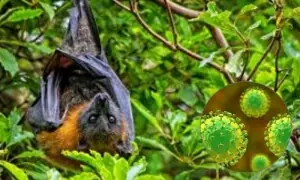 بھارت میں پھیلنے والا نیپا وائرس اور اس کی علامتیں کیا ہیں؟