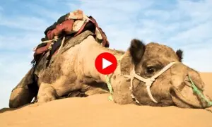 تھل کے اونٹ خلیجی ممالک میں مرغوب