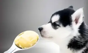 کون کہتا ہے کُتّے کو گھی ہضم نہیں ہوتا