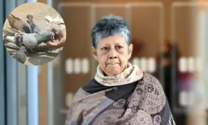 71 سالہ خاتون کا کبوتروں کو دانہ ڈالنا جرم ٹھہرا بھاری جرمانہ ادا کرنا پڑا