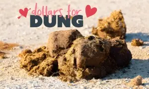 ویلنٹائن ڈے پر دل کی بھڑاس نکالیں، سابقہ محبوب کے نام کا گوبر بُک کرائیں