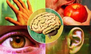 انسان کے صرف پانچ نہیں بلکہ ممکنہ طور پر 33 حواس ہوتے ہیں: نئی تحقیق