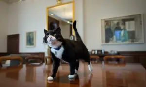 UK &lsquo;diplocat&rsquo; Palmerston dies in Bermuda after storied public life