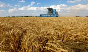 Pakistan&rsquo;s ECC approves sale of 500,000 tons of wheat reserves