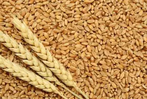 ECC approves sale of 500,000 metric tons of wheat from PASSCO stocks