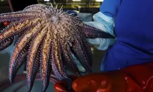 پانچ ارب سے زیادہ اسٹار فش کیوں ہلاک ہوئیں؟ سائنسدانوں نے دس سال بعد وجہ معلوم کرلی