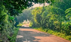 پنجاب میں درخت کاٹنے پر مکمل پابندی عائد