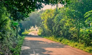 Punjab imposes complete ban on tree cutting