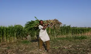 War in Iran threatens fresh food-price shock across developing world