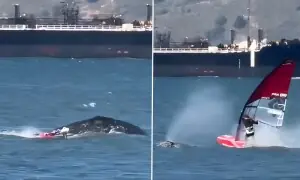 دیو ہیکل وہیل نے سمندر میں وِنڈ سَرفر کو اڑا دیا: ویڈیو وائرل