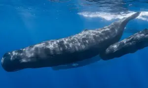 اسپرم وہیلز کا ایک دوسرے سے رابطے کے لیے انسانوں جیسی بولی کا استعمال