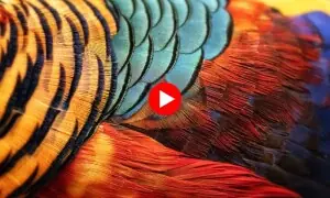 اصل سُرخاب کیسا دکھتا ہے؟