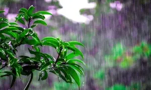 پودوں میں احساس کے ساتھ آواز سننے کی صلاحیت کا بھی انکشاف