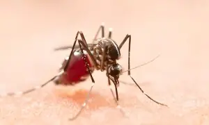 عام بخار اور ملیریا کے بخار میں کیا فرق ہے؟ علامات جانیے