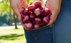 جیب میں پیاز رکھنا گرمی اور لُو سے بچاؤ کا حل ہے یا صرف وہم؟