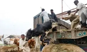 پاکستان میں عیدالاضحیٰ کب ہوگی؟ ممکنہ تاریخ سامنے آگئی