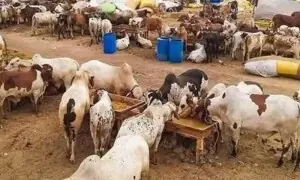 پاکستان میں عیدالاضحیٰ کب ہوگی؟ ممکنہ تاریخ سامنے آگئی